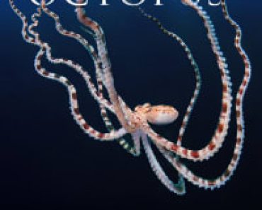 Download Secrets of the Octopus Season 1 (English Audio) Msubs Web-Dl 720p [350MB] || 1080p [850MB]