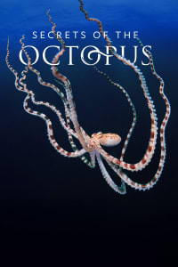 Download Secrets of the Octopus MoviesMod