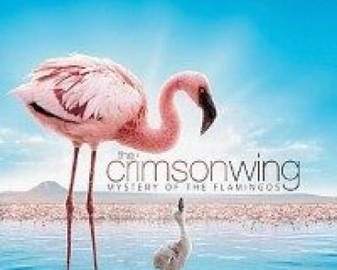 Download The Crimson Wing Mystery of the Flamingos (2008) Dual Audio (Hindi-English) 480p [300MB] || 720p [1GB]